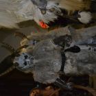 DSC_0559.JPG