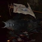 DSC_0814.JPG