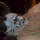 DSC_0047.JPG