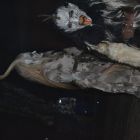 DSC_0172.JPG