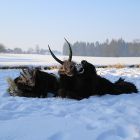 Perchten liegen im Schnee.jpg